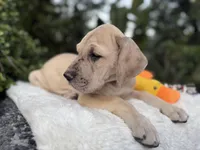 Blue fawn Merle w/ TP , a female Great Dane for sale in Riverside, CA – Photo 4 of 6