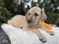 Blue fawn Merle w/ TP , a female Great Dane for sale in Riverside, CA – Photo 3 of 6