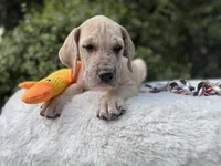 Blue fawn Merle w/ TP , a female Great Dane for sale in Riverside, CA – Photo 2 of 6