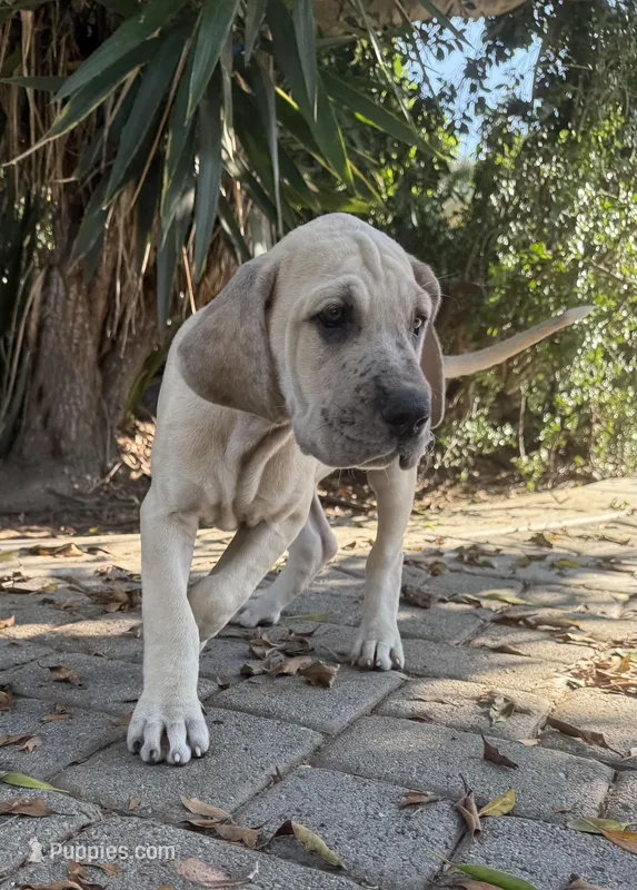 Blue fawn Merle w/ TP  – Great Dane puppy for sale in Riverside, CA