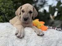 Blue fawn Merle w/ TP , a female Great Dane for sale in Riverside, CA – Photo 6 of 6