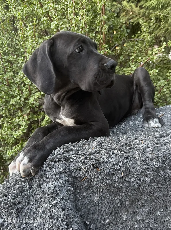 Black male  – Great Dane puppy for sale in Murrieta, CA