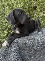 Black male , a male Great Dane for sale in Murrieta, CA – 1 of 10