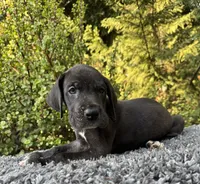 Black male , a male Great Dane for sale in Riverside, CA – 2 of 4