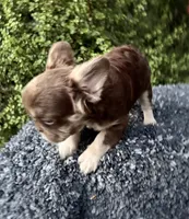 Rojo fluffy princess, a female French Bulldog for sale in Murrieta, CA – 6 of 10