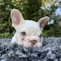 Husky Isabella w/pink & fluffy, a male French Bulldog for sale in Riverside, CA – Photo 7 of 10