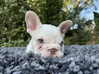 Husky Isabella w/pink & fluffy, a male French Bulldog for sale in Riverside, CA – Photo 7 of 10
