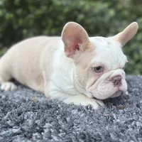 Husky Isabella w/pink & fluffy, a male French Bulldog for sale in Riverside, CA – Photo 10 of 10