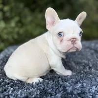 Husky Isabella w/pink & fluffy, a male French Bulldog for sale in Riverside, CA – Photo 3 of 10