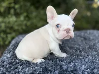 Husky Isabella w/pink & fluffy, a male French Bulldog for sale in Riverside, CA – Photo 3 of 10