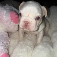 Husky Isabella w/pink & fluffy, a male French Bulldog for sale in Riverside, CA – Photo 4 of 10