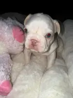 Husky Isabella w/pink & fluffy, a male French Bulldog for sale in Riverside, CA – Photo 4 of 10