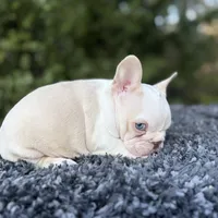 Husky Isabella w/pink & fluffy, a male French Bulldog for sale in Riverside, CA – Photo 2 of 10