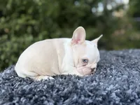 Husky Isabella w/pink & fluffy, a male French Bulldog for sale in Riverside, CA – Photo 2 of 10