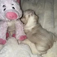 Husky Isabella w/pink & fluffy, a male French Bulldog for sale in Riverside, CA – Photo 6 of 10
