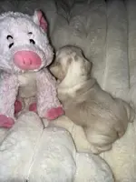 Husky Isabella w/pink & fluffy, a male French Bulldog for sale in Riverside, CA – Photo 6 of 10