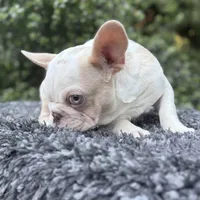 Husky Isabella w/pink & fluffy, a male French Bulldog for sale in Riverside, CA – Photo 9 of 10