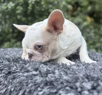 Husky Isabella w/pink & fluffy, a male French Bulldog for sale in Riverside, CA – Photo 9 of 10