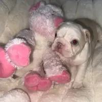 Husky Isabella w/pink & fluffy, a male French Bulldog for sale in Riverside, CA – Photo 5 of 10