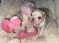 Husky Isabella w/pink & fluffy, a male French Bulldog for sale in Riverside, CA – Photo 5 of 10