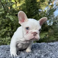 Husky Isabella w/pink & fluffy, a male French Bulldog for sale in Riverside, CA – Photo 8 of 10