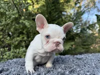 Husky Isabella w/pink & fluffy, a male French Bulldog for sale in Riverside, CA – Photo 8 of 10