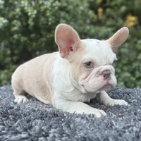 Husky Isabella w/pink & fluffy, a male French Bulldog for sale in Riverside, CA – Photo 1 of 10