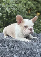Husky Isabella w/pink & fluffy, a male French Bulldog for sale in Riverside, CA – Photo 1 of 10