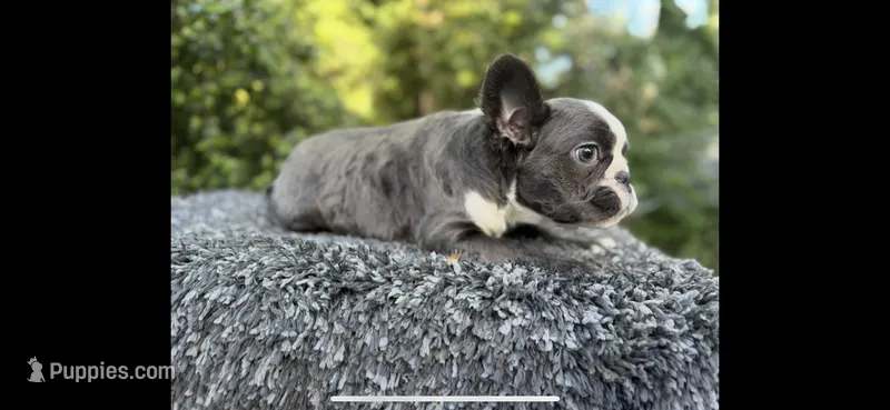 Fluffy blue husky w/ Bb