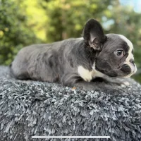 Fluffy blue husky w/ Bb, a female French Bulldog for sale in Riverside, CA – Photo 1 of 10