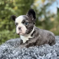 Fluffy blue husky w/ Bb, a female French Bulldog for sale in Riverside, CA – Photo 7 of 10