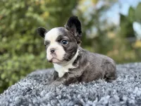 Fluffy blue husky w/ Bb, a female French Bulldog for sale in Riverside, CA – Photo 7 of 10