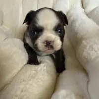 Fluffy blue husky w/ Bb, a female French Bulldog for sale in Riverside, CA – Photo 5 of 10