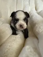 Fluffy blue husky w/ Bb, a female French Bulldog for sale in Riverside, CA – Photo 5 of 10