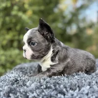 Fluffy blue husky w/ Bb, a female French Bulldog for sale in Riverside, CA – Photo 4 of 10