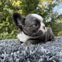 Fluffy blue husky w/ Bb, a female French Bulldog for sale in Riverside, CA – Photo 8 of 10