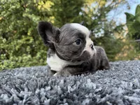 Fluffy blue husky w/ Bb, a female French Bulldog for sale in Riverside, CA – Photo 8 of 10