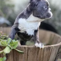 Fluffy blue husky w/ Bb, a female French Bulldog for sale in Riverside, CA – Photo 10 of 10