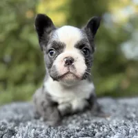 Fluffy blue husky w/ Bb, a female French Bulldog for sale in Riverside, CA – Photo 3 of 10