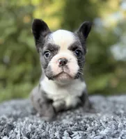 Fluffy blue husky w/ Bb, a female French Bulldog for sale in Riverside, CA – Photo 3 of 10