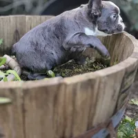 Fluffy blue husky w/ Bb, a female French Bulldog for sale in Riverside, CA – Photo 9 of 10