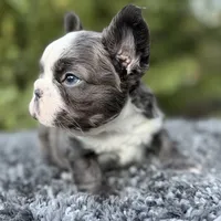 Fluffy blue husky w/ Bb, a female French Bulldog for sale in Riverside, CA – Photo 2 of 10