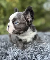 Fluffy blue husky w/ Bb, a female French Bulldog for sale in Riverside, CA – Photo 2 of 10