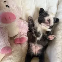 Fluffy blue husky w/ Bb, a female French Bulldog for sale in Riverside, CA – Photo 6 of 10