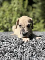 Fawn merle , a male Great Dane for sale in Riverside, CA – 3 of 6