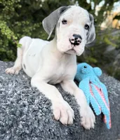 Liam, a male Great Dane for sale in Murrieta, CA – 3 of 7
