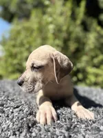 Fawn merle , a male Great Dane for sale in Riverside, CA – 4 of 6