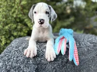Liam, a male Great Dane for sale in Murrieta, CA – 4 of 7