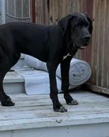 Black TP carrier , a male Great Dane for sale in Riverside, CA – 2 of 10