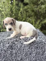 Blue fawn pied , a male Great Dane for sale in Murrieta, CA – 7 of 9